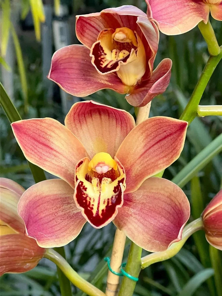 Cymbidium orchid blooms with pink and yellow petals and maroon centers