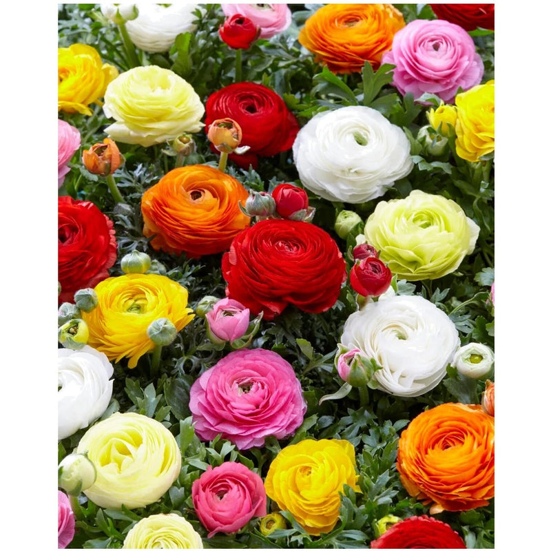 12 Large Peony Ranunculus Bulbs - Vibrant Multi-Color Blooms for Your Garden Ranunculus