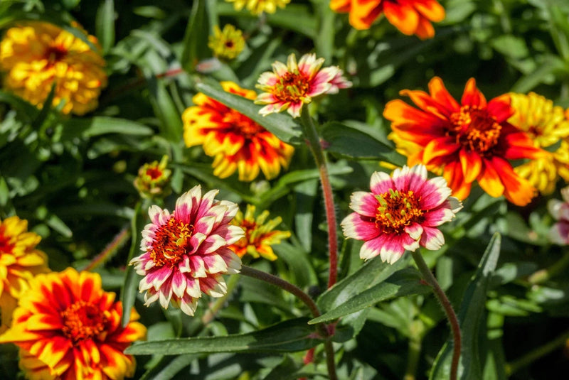 75 Mixed Colors PERSIAN CARPET ZINNIA Zinnia Haageana Flower Seeds Flowering Plants