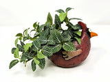 6.5" Potted Lg CARDINAL Blob House pot planted WITH faux GREEN Fittonia PLANT, h Green Plant
