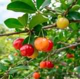 Live Barbados Cherry Tree - Acerola Cherry Plant - 4-6" Tall - No Pot Flowering Plants