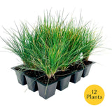 Elijah Blue Fescue Grass (Festuca ovina ÔElijah BlueÕ) in 2.5" Nursery Cubes Green Plant