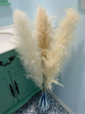 Tall Natural Pampas Grass. Bundles of 5. 3 stems in 1 bundle. Pampas Grass