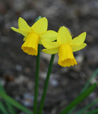 14 PRE-CHILLED Tete-A-Tete Daffodil Bulbs - Ready to Bloom - Easter Show Stopper Flowering Plants
