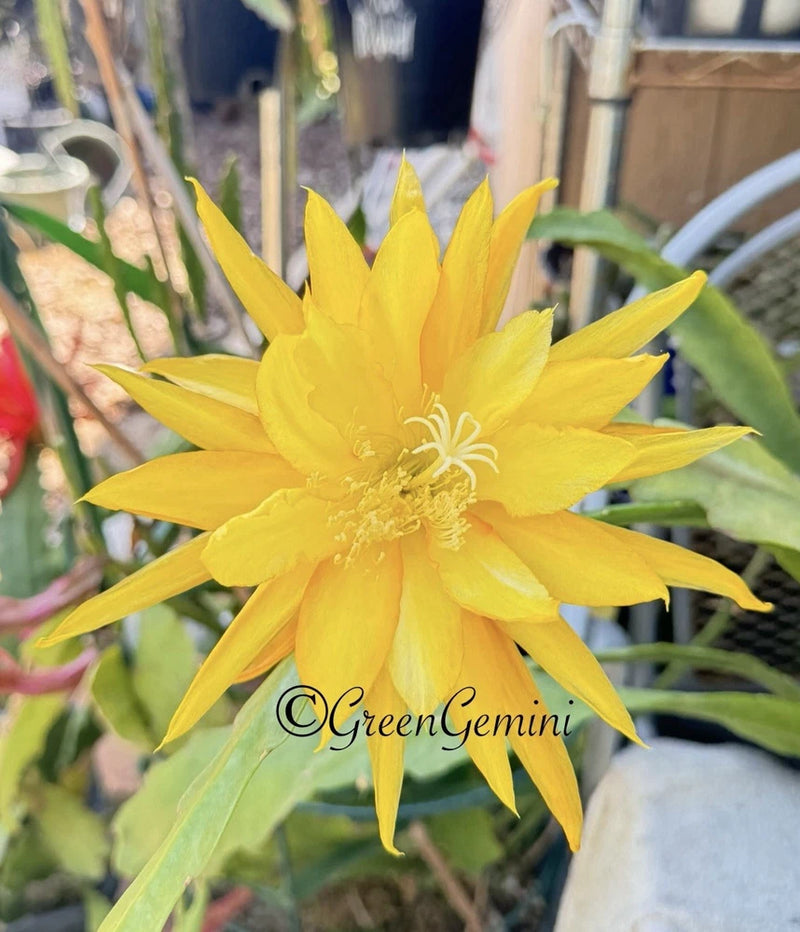 Yellow epiphyllum orchid cactus flower with long pointed petals