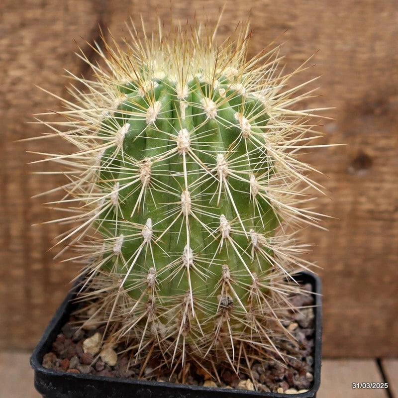 Cactus plant in square black pot, green with white spines