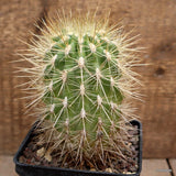 A5706 NEOPORTERIA POLYRAPHYS pot10-H13-W8 cm MaMa Cactus Green Plant