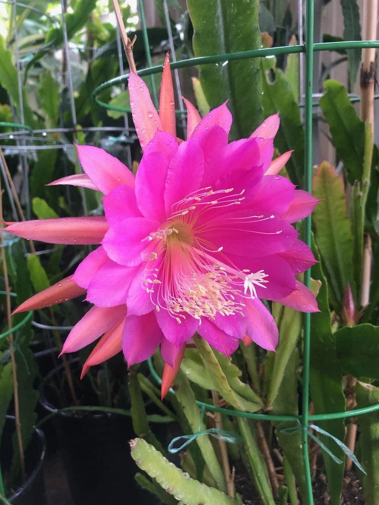 Pink cactus orchid flower with long green succulent stems
