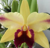 Blc. ToshiÕs Magic ÔDorisÕ. Seedling, Compact Hybrid. Fragrant Orchids