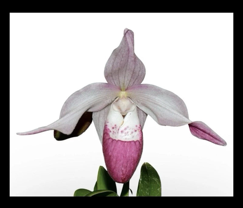 Pink and white slipper orchid flower with green leaves