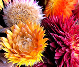 STRAWFLOWER MIXED COLORS Helichrysum Monstrosum - 200 Seeds Garden Plants