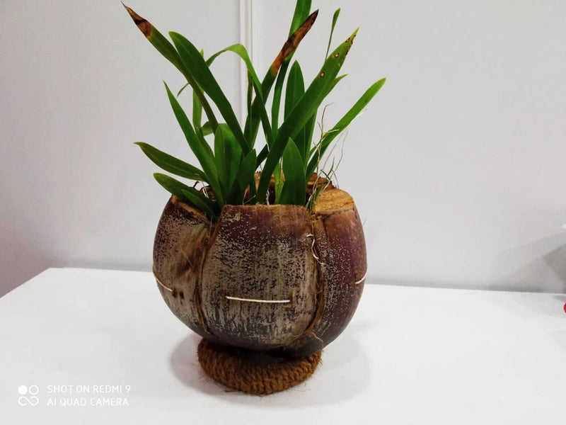Coconut shell flower pot with green plant sprigs and natural husk base