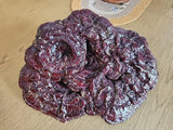 Mushroom Decor Large  Size Nature Dried Real Wood Fungi Art Specimen ,Crafts Dried Flower