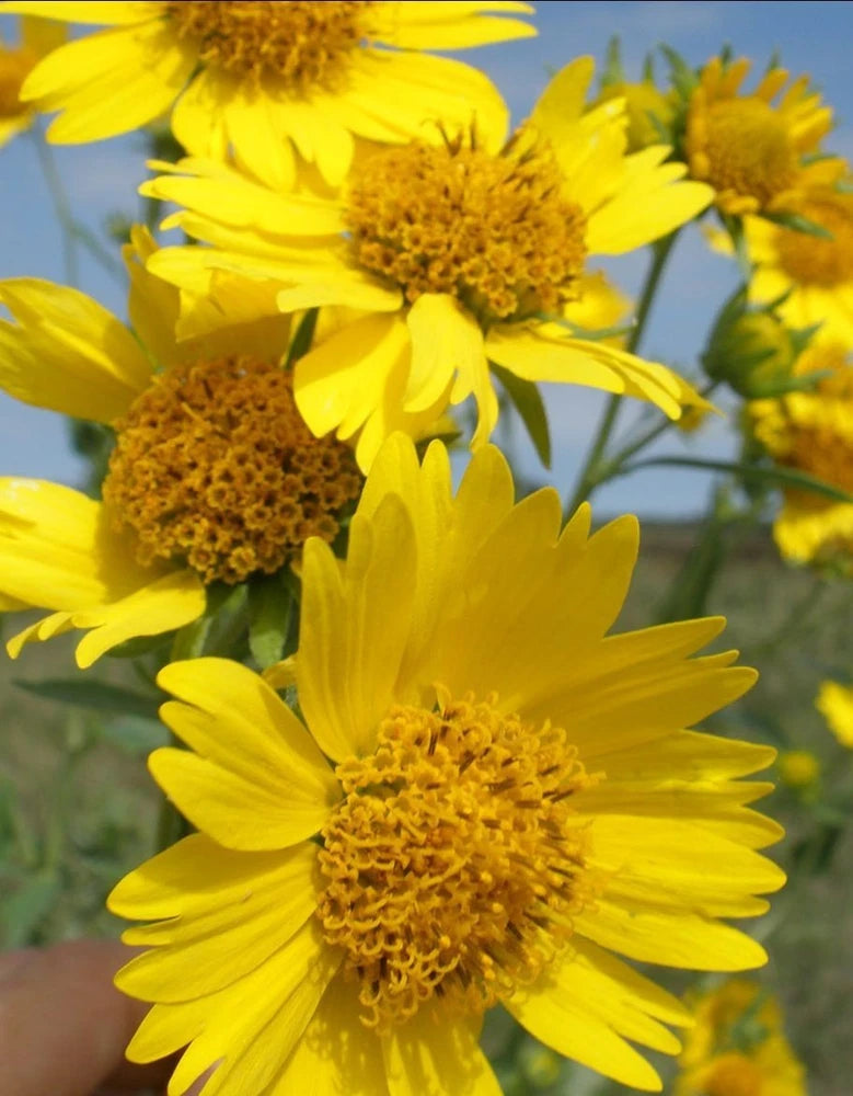 500+ Golden Crownbeard Seeds, Cowpen Daisy Seeds, Butter Daisy Seeds Flowering Plants