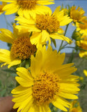 500+ Golden Crownbeard Seeds, Cowpen Daisy Seeds, Butter Daisy Seeds Flowering Plants