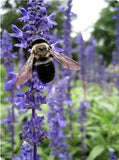 200+ Hyssop Seeds-Hyssopus officinalis -Medicinal And culinary herb. Flowering Plants