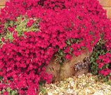 AUBRIETA ROCK CRESS CASCADE RED Aubrieta Hybrida Superbissima - 500 Bulk Seeds Garden Plants