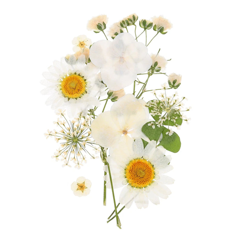 Pressed white flowers with yellow centers and green leaves, dried craft set