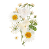 Dried Pressed Flowers Real Dry Leaves Pressed Flowers for DIY Crafts White Dried Flower