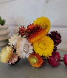 Dry strawflowers dried strawflower heads mixed dried flower bunch Dried Flower