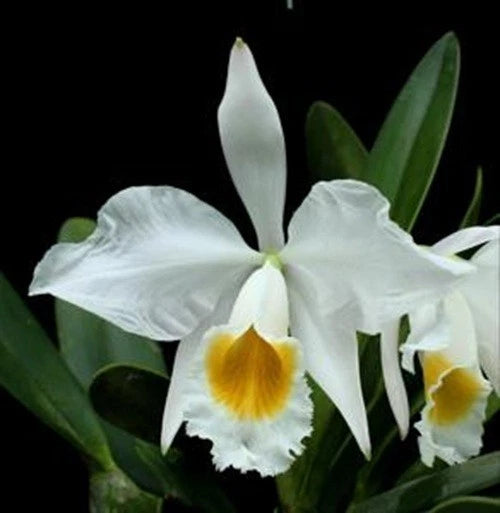 White Cattleya-style orchid with yellow center and green leaves