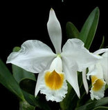 RARE GORGEOUS CATTLEYA WALLISII (SYN . ELDORADO) F ALBA ORCHID SPECIES FRAGRANT Orchids