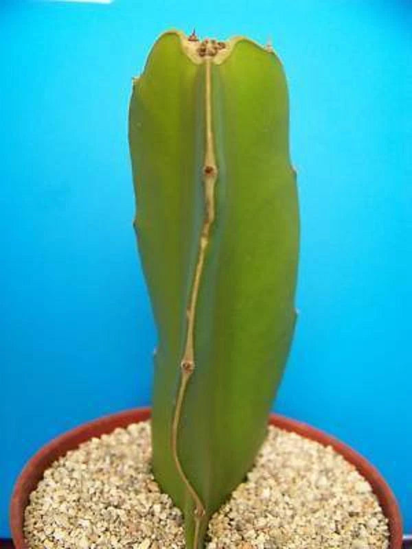 Green cactus in terracotta pot with pale gravel top