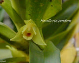 Maxillaria Pendens Mini live Blooming size orchid plant houseplant unique rare Orchids