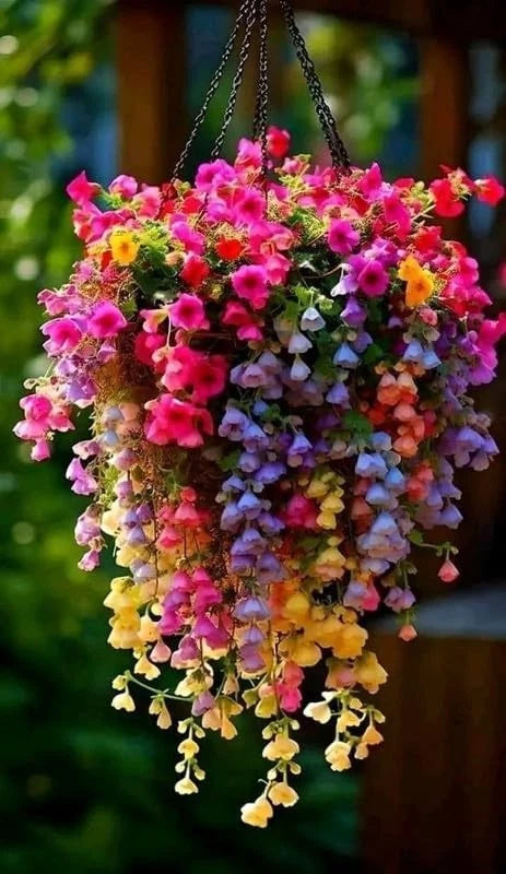 Weeping Begonia Flower Bulbs Multicolor | Pack of 2 | Easy Grow Flowering Plants