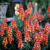 Orange Wonder Snapdragon Seeds | Heirloom | Free Shipping | Flower Seeds | 1294 Flowering Plants