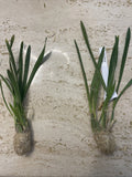 Orchid live Oncidium raniferum - bare root Orchids