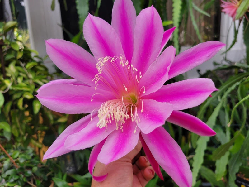 Pink Epiphyllum orchid flower with long petals and white stamens