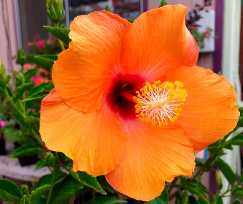 Orange hibiscus mallow flower with five crinkled petals and long yellow stamens