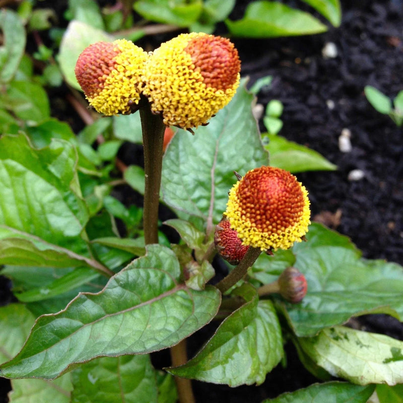 Spilanthes Seeds, Toothache Plant (Acmella oleracea) ~Traditional Herb Garden Garden Plants