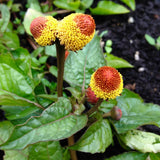 Spilanthes Seeds, Toothache Plant (Acmella oleracea) ~Traditional Herb Garden Garden Plants