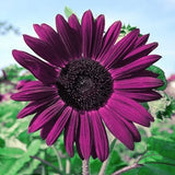 50pcs Purple Sunflower Seeds for Planting - Non GMO Heirloom Garden Sunflower