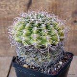 D1098 GYMNOCALYCIUM FEROCIOR pot10-H10-W11 cm MaMa Cactus Green Plant
