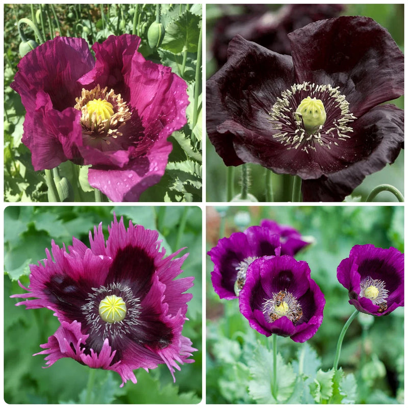 1500 Seed Heirloom Purple Poppy Mix - 4 Famous Varieties - P. Somniferum Flowering Plants