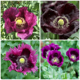 1500 Seed Heirloom Purple Poppy Mix - 4 Famous Varieties - P. Somniferum Flowering Plants
