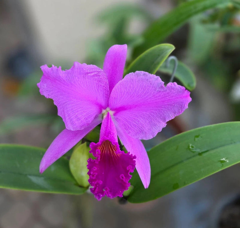 Purple Cattleya orchid bloom with ruffled magenta lip and green leaves