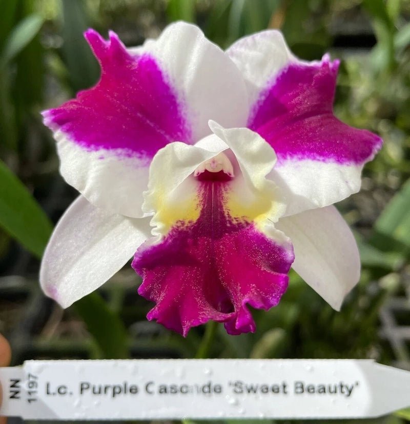 White and purple Cattleya orchid bloom with ruffled petals and magenta center