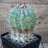 D1943 ECHINOFOSSULOCACTUS COPTOGONUS OLD pot12-H16-W11 cm MaMa Cactus Green Plant