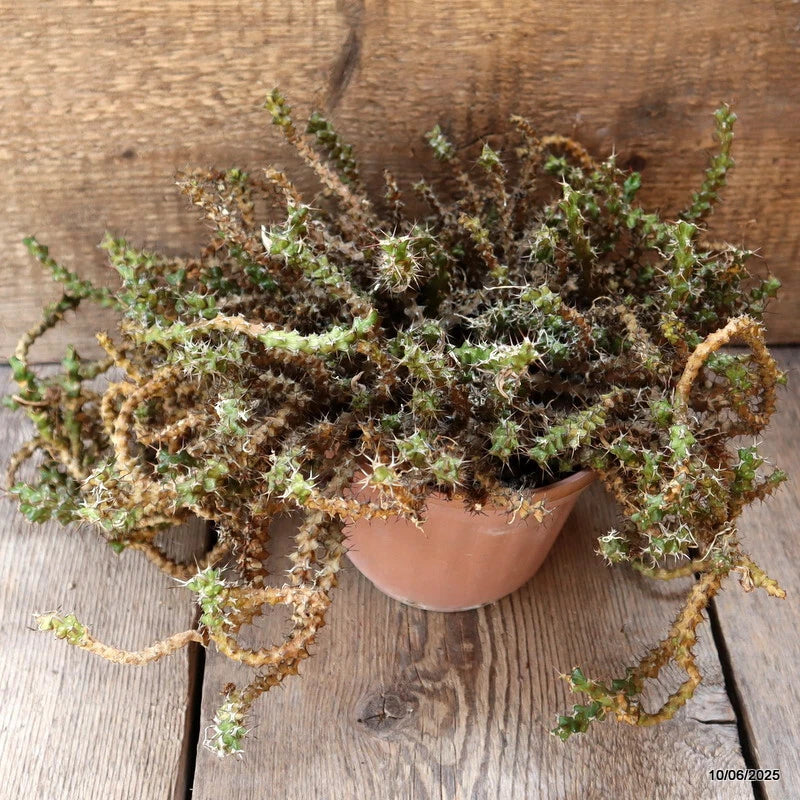 D4552 EUPHORBIA LENEWTONII pot16-H25-W40 cm MaMa Cactus Green Plant
