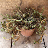 D4552 EUPHORBIA LENEWTONII pot16-H25-W40 cm MaMa Cactus Green Plant