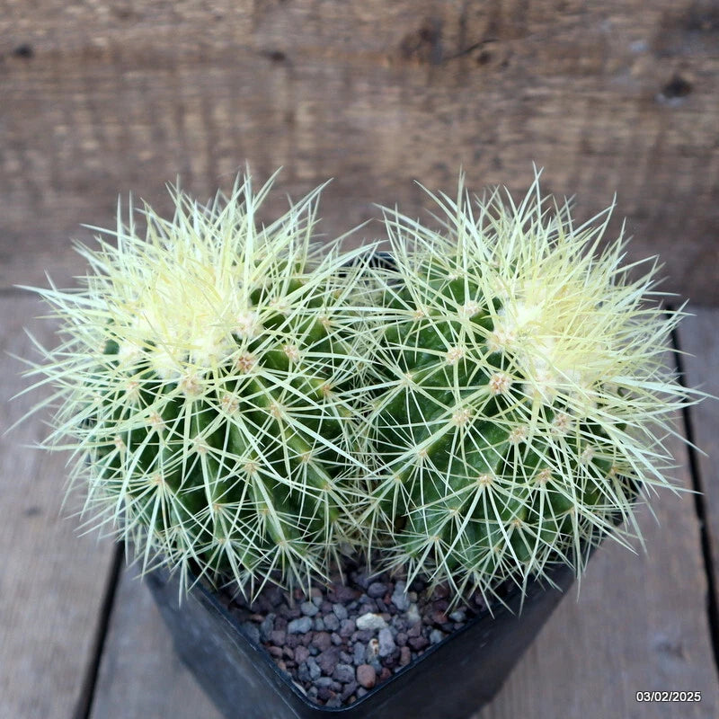 Green echinocactus grusonii cactus plant in black pot with spines