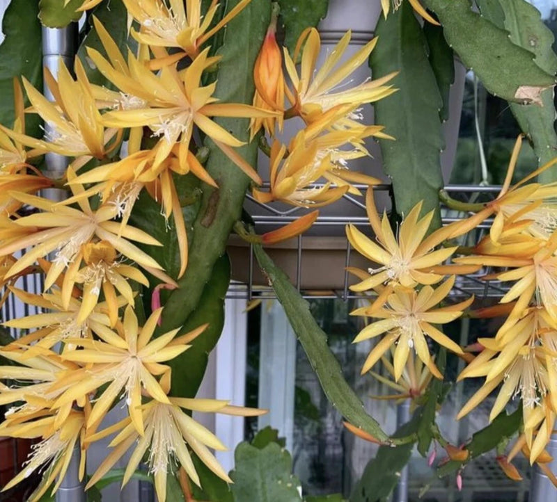 Golden orchid cactus, clusters of yellow star-shaped flowers on green stems