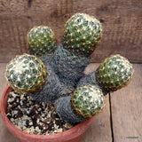 D2881 CORYPHANTHA RADIANS VAR. PECTINATA VERY OLD pot16-H17-W24 cm MaMa Cactus Green Plant