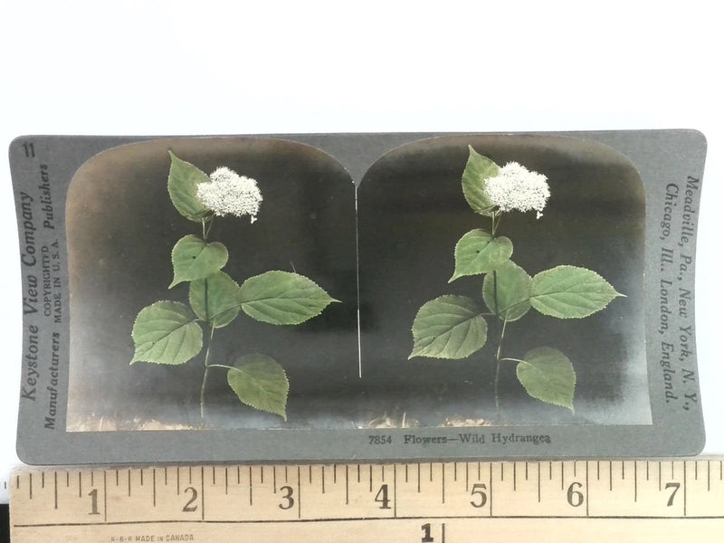 Keystone Stereoview 7854 Wild Hydrangea Flower Botanical 1900s US Hydrangea