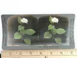 Keystone Stereoview 7854 Wild Hydrangea Flower Botanical 1900s US Hydrangea