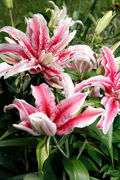 5 Oriental Mix Lily Flower Bulbs ready to plant Lily